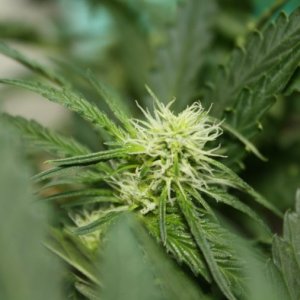 Pineapple Express