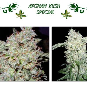Afghan Kush Special