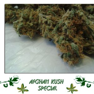 Afghan Kush Special сорт