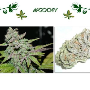 Afgooey