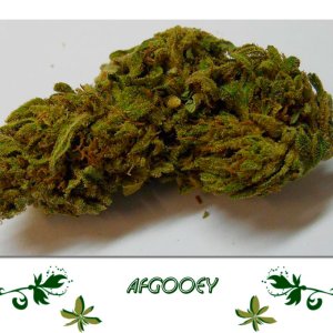 Afgooey сорт