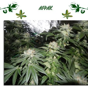 Afpak
