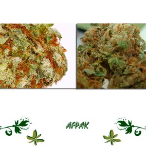 Afpak сорт