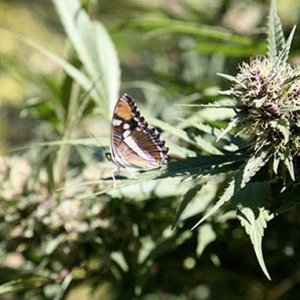 Мирцен и седативные свойства Cannabis Indica