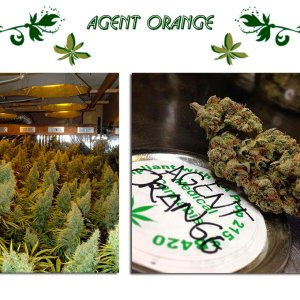 Agent Orange