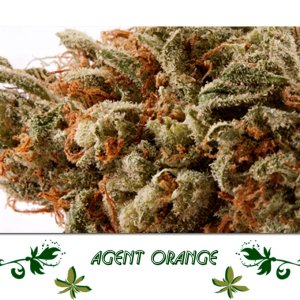 Agent Orange сорт