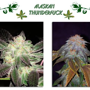 Alaskan Thunderfuck