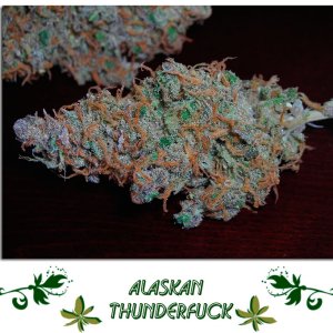 Alaskan Thunderfuck Сорт