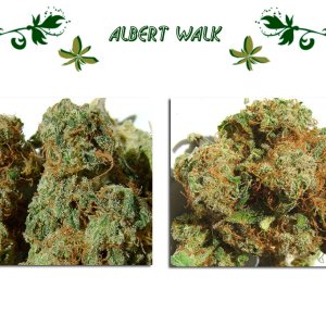 Albert Walk