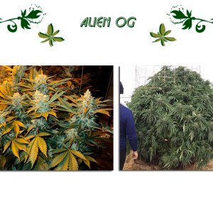Alien OG