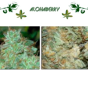 alohaberry