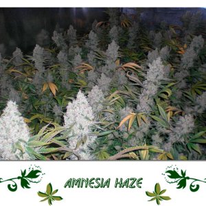 amnesia haze