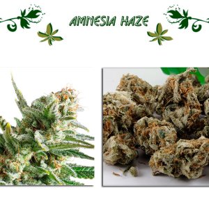 Amnesia Haze сорт