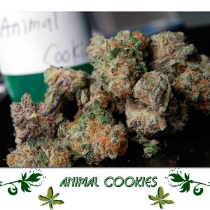 Animal Cookies