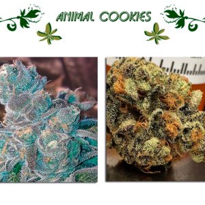Animal Cookies сорт