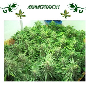 Armageddon