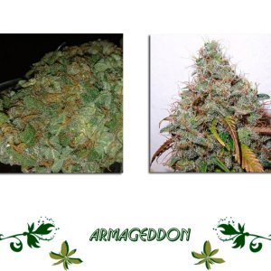 Armageddon сорт