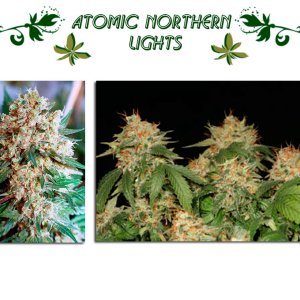 Atomic Northern Lights