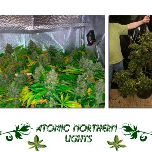 Atomic Northern Lights сорт
