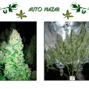 Auto Mazar