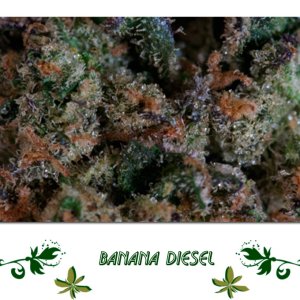 Banana Diesel сорт