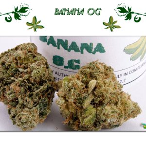Banana OG