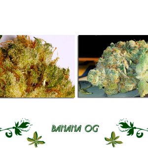 Banana OG сорт