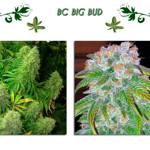 Bc Big Bud