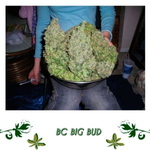 BC Big Bud сорт