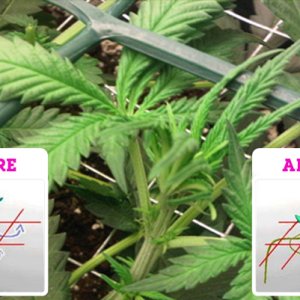 scrog In Veg stage