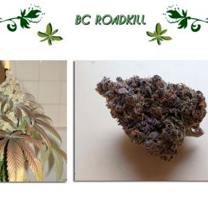 BC Roadkill