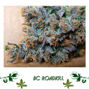 BC Roadkill сорт