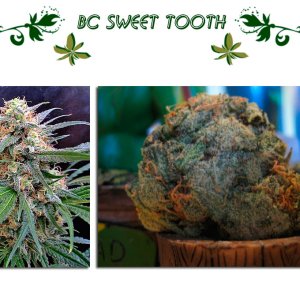 BC Sweet Tooth
