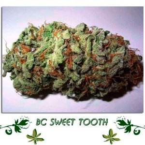 BC Sweet Tooth сорт