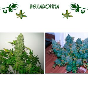 Belladonna