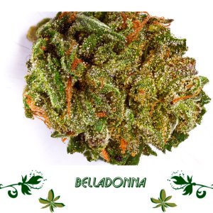 Belladonna сорт