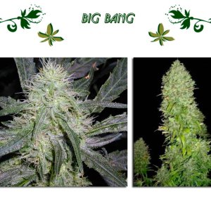 Big Bang