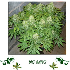 Big Bang сорт