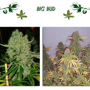 Big Bud