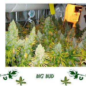 Big Bud сорт