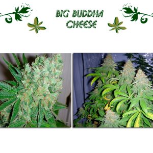 BIG BUDDHA CHEESE