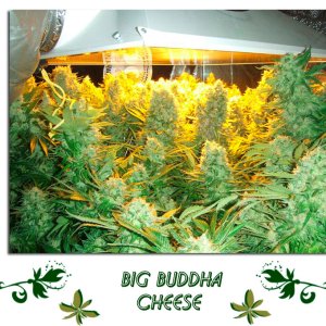 BIG BUDDHA CHEESE сорт