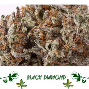 Black Diamond сорт