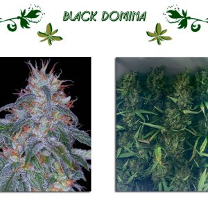 Black Domina