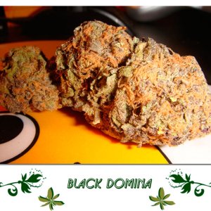 Black Domina сорт