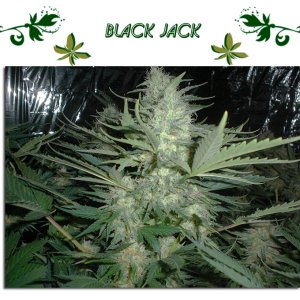 Black Jack