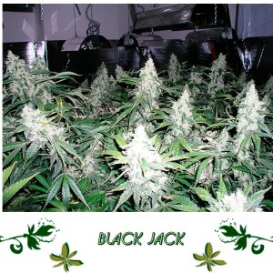 Black Jack сорт