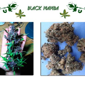 Black Mamba