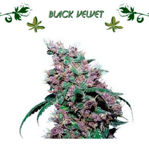 Black Velvet
