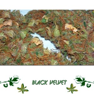 Black Velvet сорт